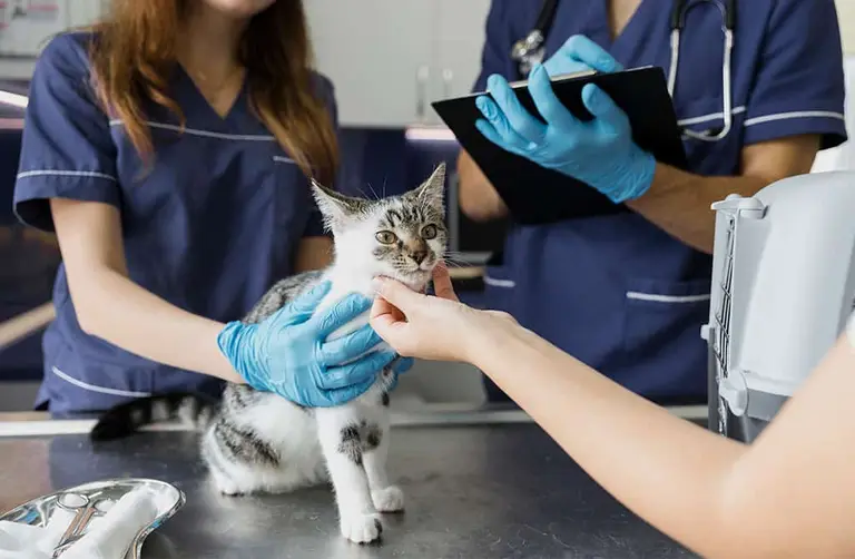 Cuánto gana un veterinario en España: ¿alcanza el sueldo para vivir bien?
