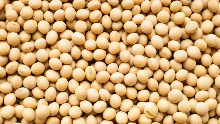 La agroindustria exportadora ya acumula u$s19.048 millones en 2026 con récords de maíz, trigo y girasol
