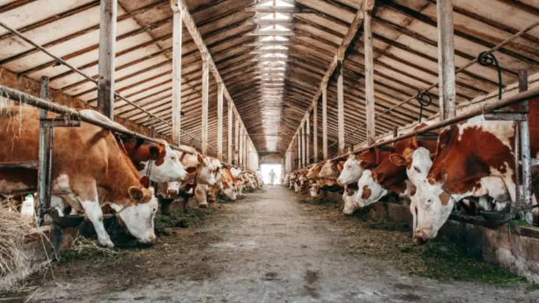 En qué consiste la millonaria operación que cerró la empresa agroganadera de la familia Brito