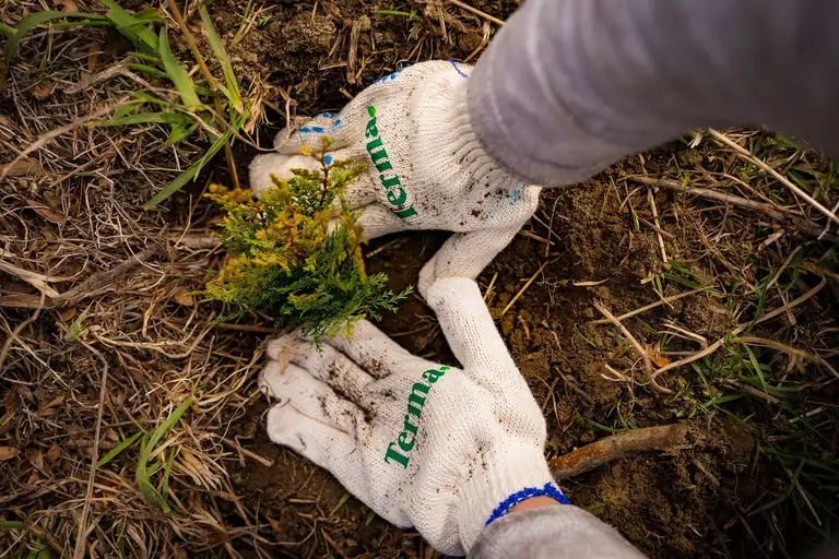 Con la plantación de cuatro mil árboles nativos en Cholila se creó el "Bosque Terma"