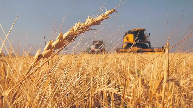 La preocupación de los productores de trigo por la sequía: "Nunca vimos algo así"