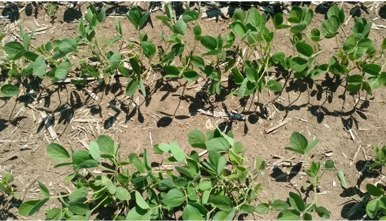 Para el control de Yuyo colorado en soja, la  solución es "Capaz"