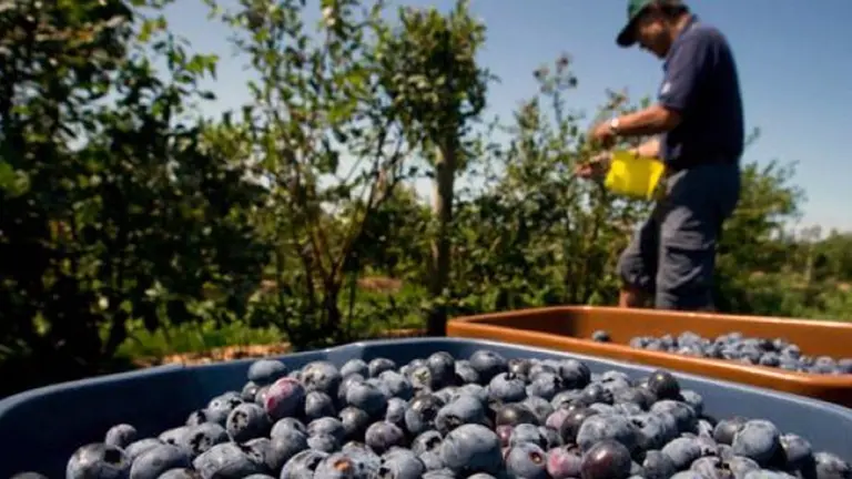 Por caída en las exportaciones, productores de arándanos lanzan ambicioso plan para crecer en el mercado interno