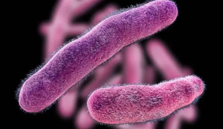 ¿Brote de shigella y salmonella?: dos muertos en la provincia de Buenos Aires