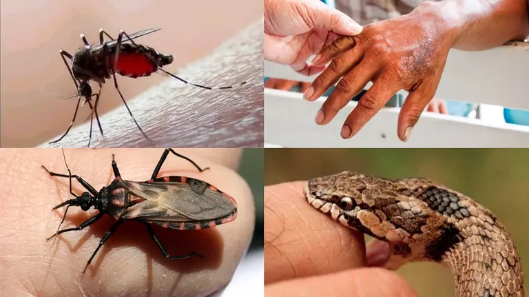 Día Mundial de las enfermedades desatendidas: cuáles son y qué advertencia lanzó la OMS