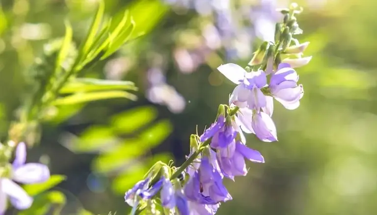 El "medicamento milagroso" ultra barato para retrasar el envejecimiento y perder peso