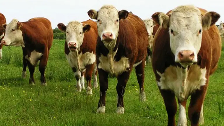 Trazabilidad electrónica será obligatoria para el ganado