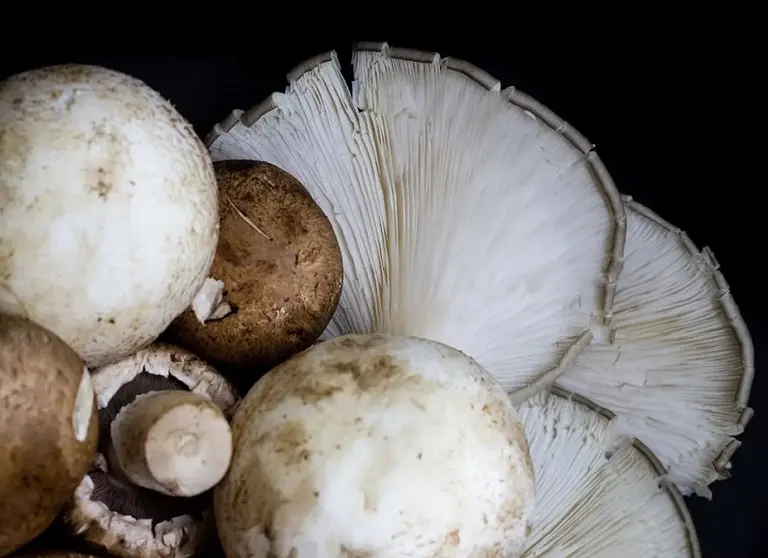 Producen hongos comestibles con bagazo cervecero y prometen revolucionar el mercado nacional