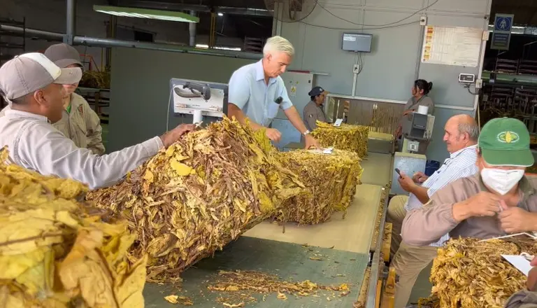 Tabacaleras argentinas, en crisis por impuestos: cuantos puestos de trabajo están en peligro