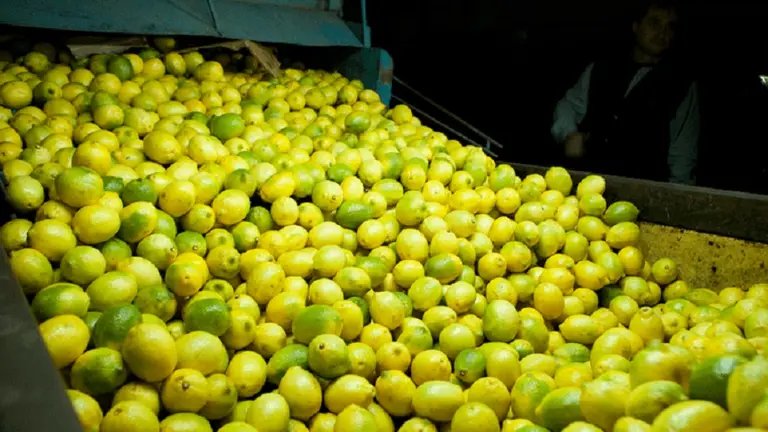 Argentina acordó la exportación de cítricos a Panamá y estas son las potenciales ganancias