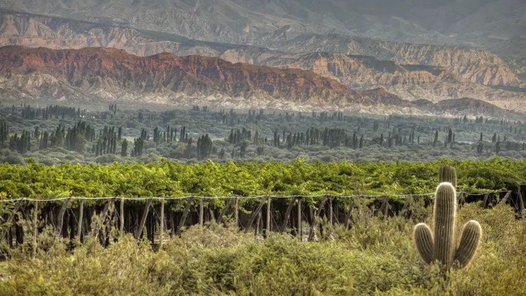 Así son los nuevos y sorprendentes vinos del Norte Argentino: cuáles debés probar