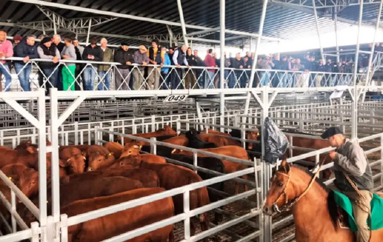 Último momento: fuerte suba de la carne en Cañuelas en plena transición política