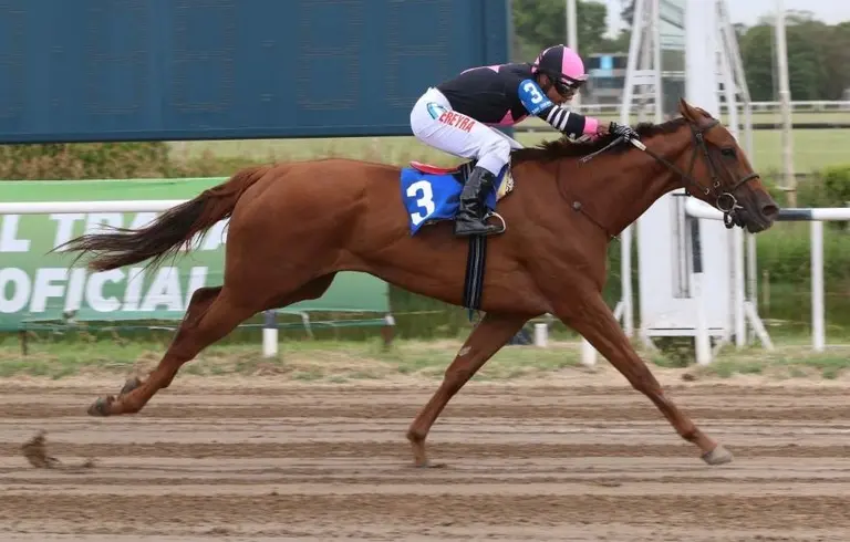 Aduana impide la exportación de la mejor yegua de carreras del país: declararon la venta a precio irrosorio