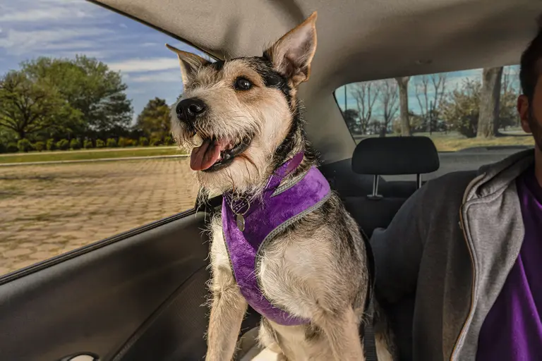 Mascotas a bordo: Cabify estrena su servicio Cabify Mascotas