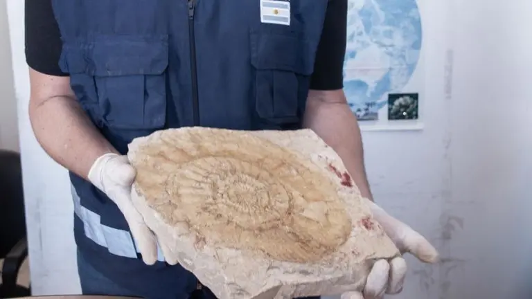 Devuelven a Río Negro una valiosa colección de 6.400 fósiles que viajaban a España