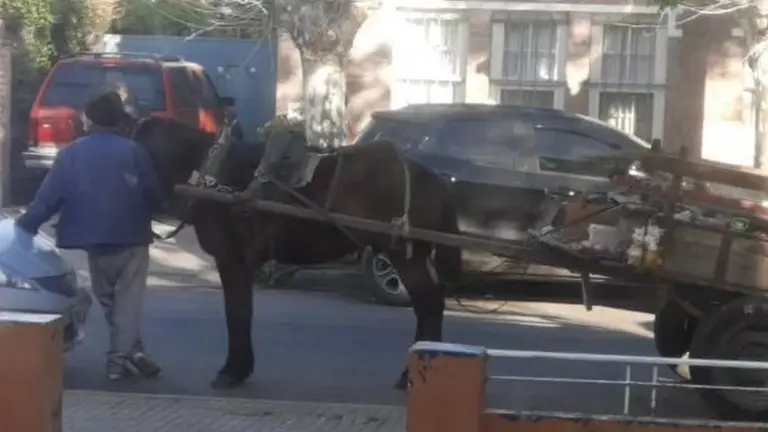 ¿Se puede ir preso en la Argentina por maltratar a un animal?