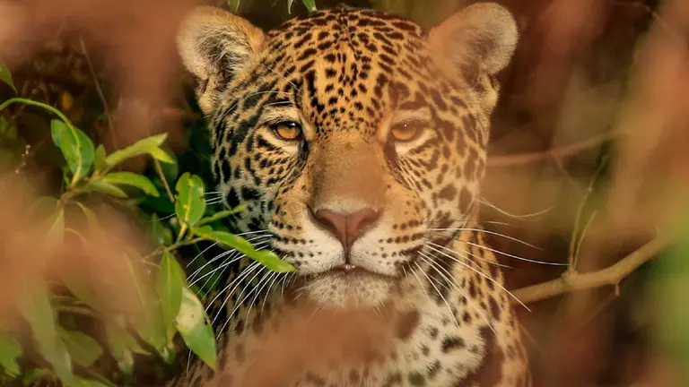 Una especie animal en peligro de extinción: ¿el yaguareté puede sobrevivir?