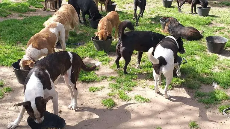 A esta rescatista de animales el temporal le destruyó su refugio: cómo ayudarla