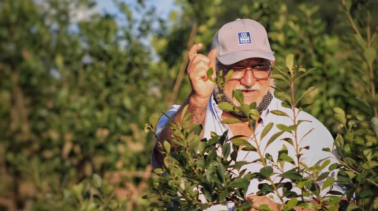Otro golpe al DNU de Milei: productores de yerba mate lograron un amparo contra la desregulación