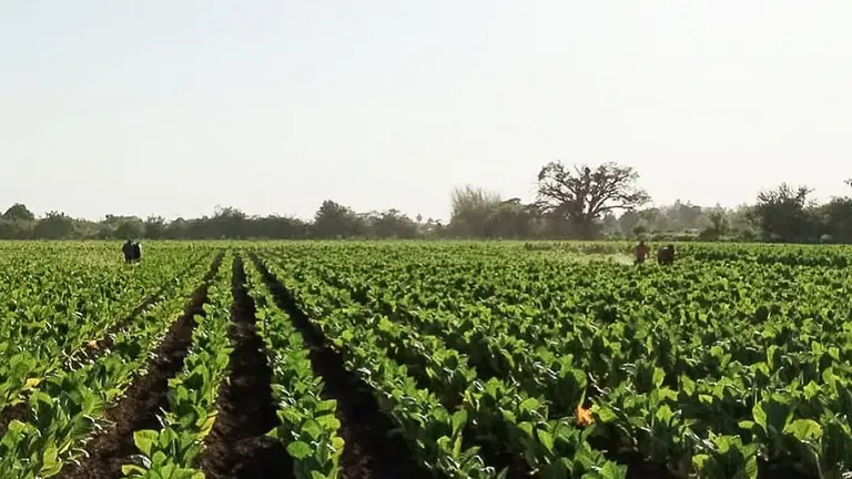 La cadena de valor del sector tabacalero respalda las reformas impositivas propuestas por el Poder Ejecutivo