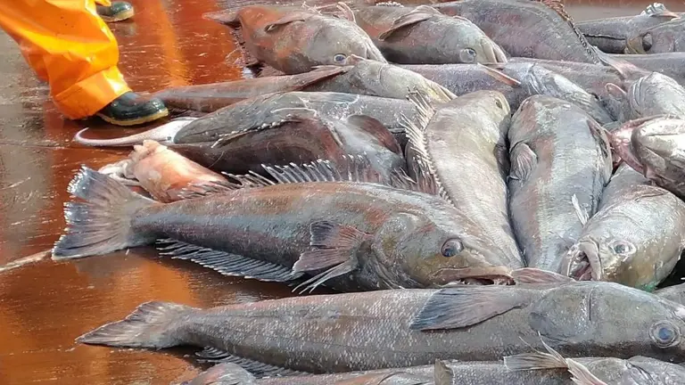 A la espera de Milei, activaron decomiso de millonario cargamento ilegal de merluza negra