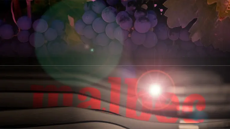 Estos son los 6 mejores vinos Malbec de Argentina, según la Inteligencia Artificial