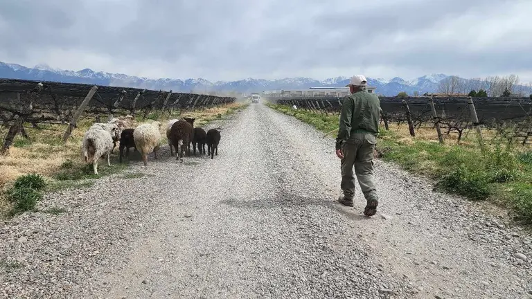 Botellas livianas, cuidado del agua y 1.260 hectáreas orgánicas: el ambicioso plan sustentable de una bodega mendocina