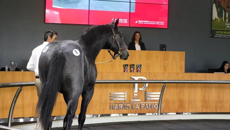 Copa Bullrich Mayo: caballos Sangre Pura de Carreras, sombreros y muestra de arte a favor del bienestar equino