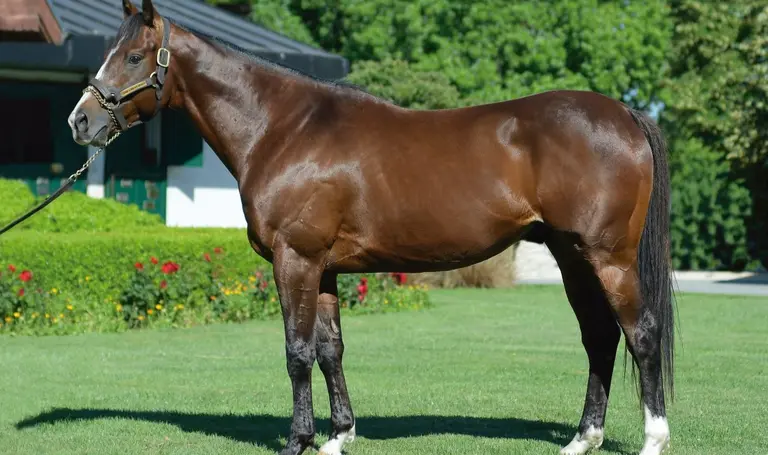 Gran Venta Selección Haras Firmamento