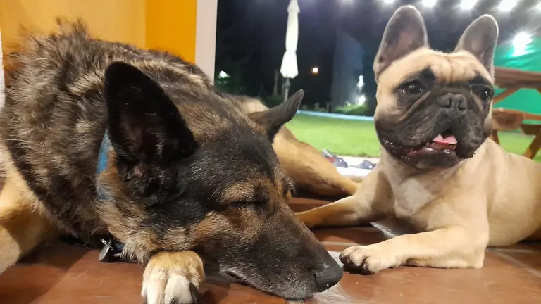 Cómo proteger a las mascotas de los ruidos de pirotecnia en Navidad