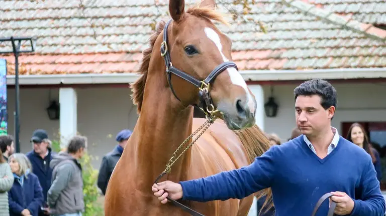 Muestra de Padrillos Pura Sangre del Haras El Mallín