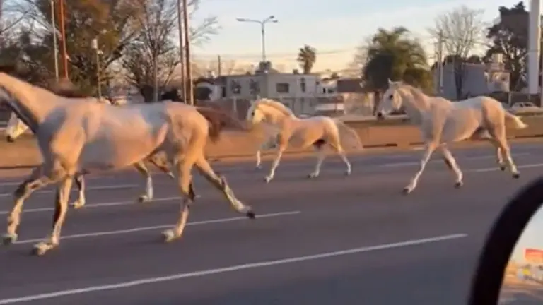 Video insólito: decenas de caballos corrieron entre los autos en la Panamericana