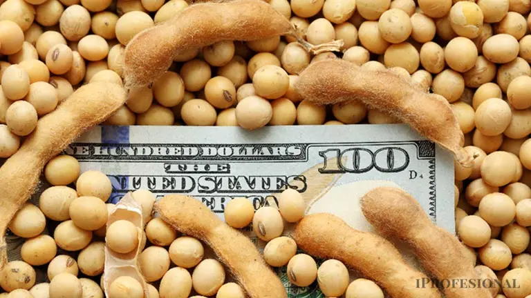 Quiénes son los grandes dueños de la venta de soja argentina y aprovecharon las retenciones del 0%