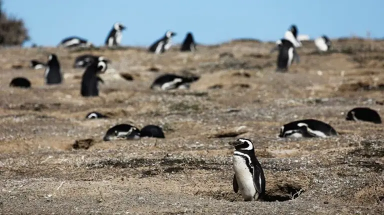 Condenaron a un empresario que aplastó con una topadora a pingüinos en Punta Tombo