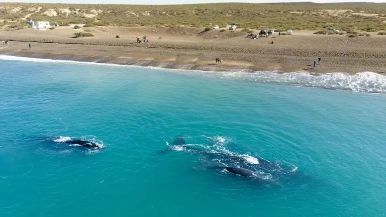 Playa Las Canteras ballenas