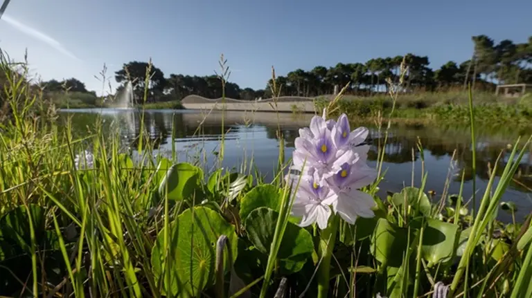 Bosques: el barrio que fusiona el diseño, la arquitectura y el paisajismo en Pinamar Norte