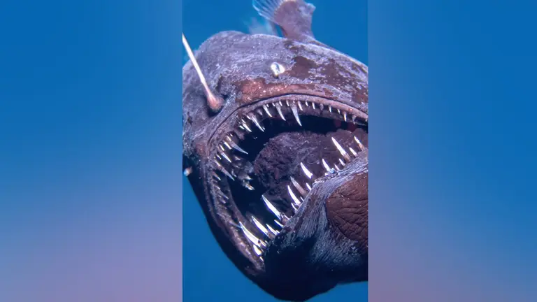 La inesperada verdad sobre la aparición del pez diablo negro en la superficie