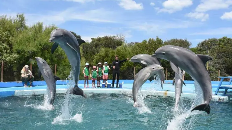 Cierra el Aquarium de Mar del Plata y confirmaron qué será del futuro de los animales