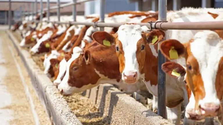 El insólito proyecto que presentó diputada kirchnerista e hizo enojar al campo bonaerense