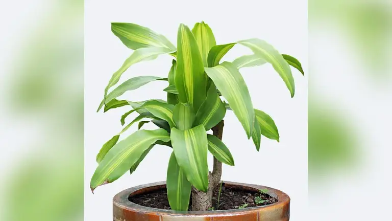 Conocé la planta ideal para principiantes del mundo de la jardinería