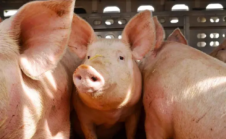 Horror en Polonia: matrimonio correntino denuncia haber sido esclavizado en un frigorífico