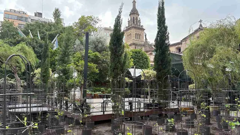 La revolución del vino: cómo es el primer viñedo urbano de la región, a metros del Obelisco