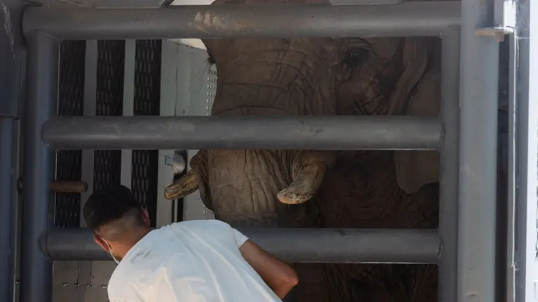 Ya no hay elefantes en el Ecoparque, exZoo de Buenos Aires: a dónde llevaron al último