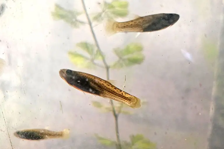 La UBA entrega peces gratis para combatir el dengue: cómo sumarse al programa