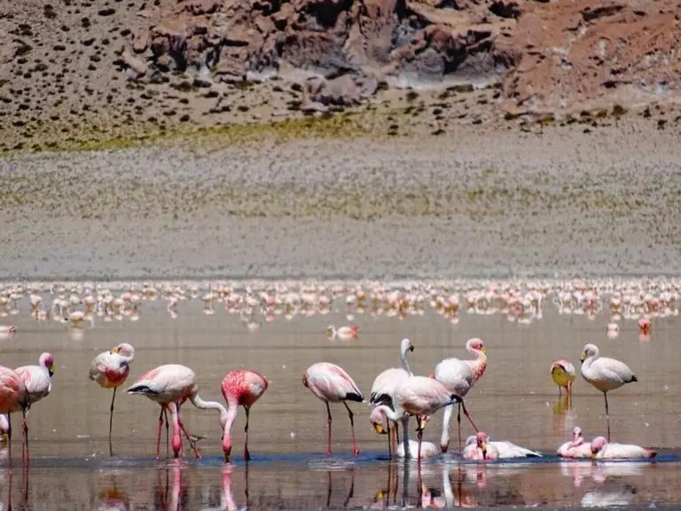Isla de los flamengos