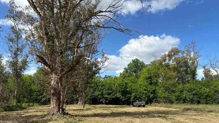 Subasta online de tres terrenos en La Lonja-Pilar