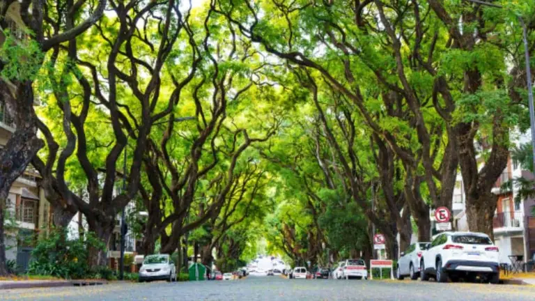 Un verdadero oasis en medio de la ciudad: el colectivo que recorre mansiones y una avenida llena de árboles