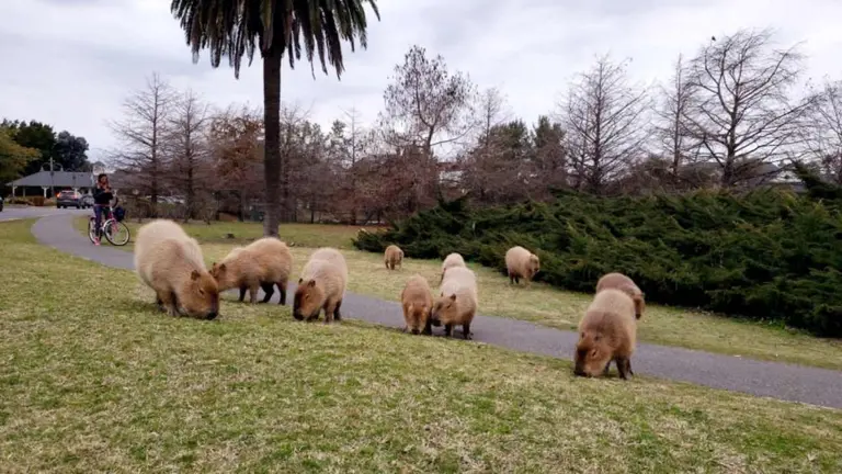 La drástica medida que estudia el Gobierno para sacar a los carpinchos de Nordelta