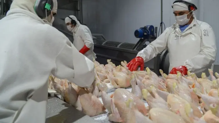 Confirman un caso de gripe aviar y hay alerta por las exportaciones argentinas de productos avícolas