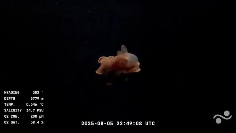 Hay streaming del Conicet para rato: cómo sigue la exploración de Schmidt Ocean en 2025